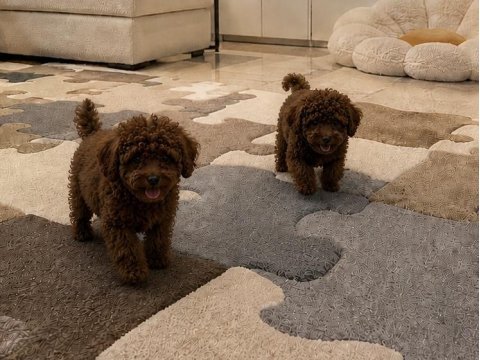 Orjinal aşılı toy poodle ev üretimi
