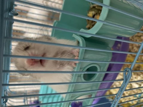 Hamster yavru