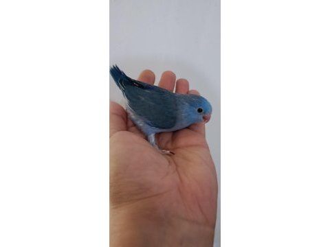 Kobalt erkek cep papağanı forpus