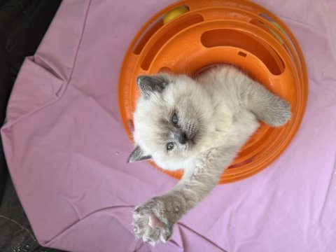 British shorthair kardeşler