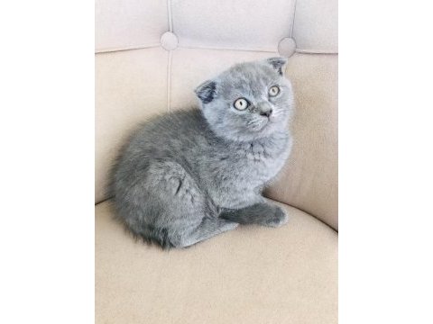 2 aylık scottish fold