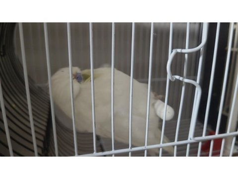 Uygun fiyata jumbo takım muhabbet kuşu