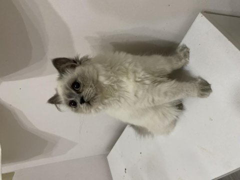 Ücretsiz british longhair
