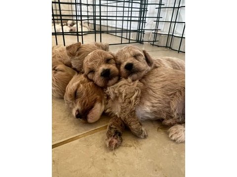 Güzeller güzeli maltipoo bebişlerimiz