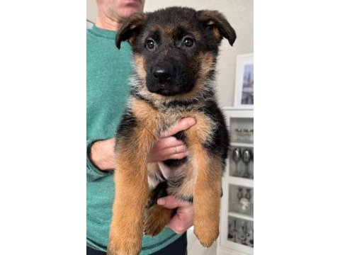 Alman kurdu köpeği yavrularımız
