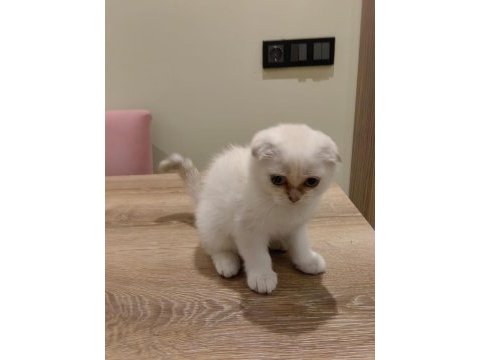 Kırık kulak scottish fold şekerler