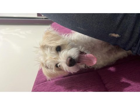 Bütün aşıları mevcut köpeğimiz