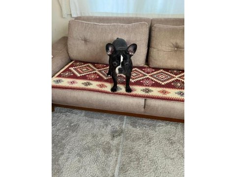 Eğitimli çipli french bulldog