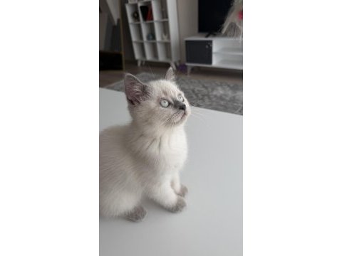 Dişi 3 aylık sağlıklı minnoş oyuncu kedimiz