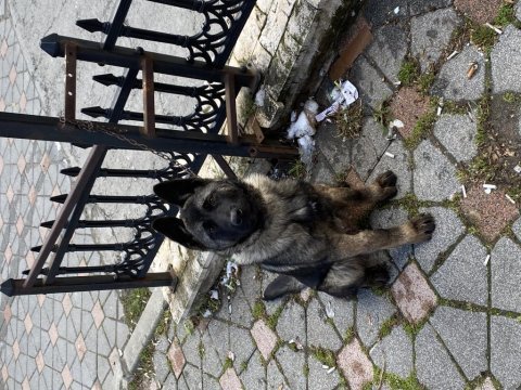 Dişi 5 aylık alman kurdu şu anda bile koruma yapıyor