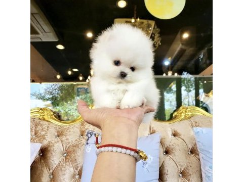 Ayicik surat boo pomeranian yavrularımız