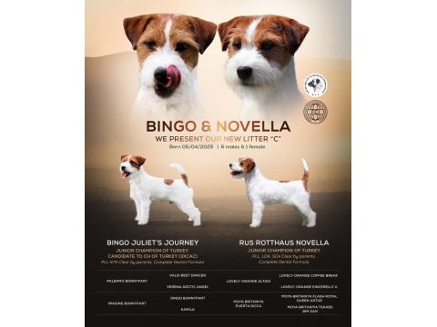 Kıf(fcı) şecereli rough ve broken jack russell terrıerler