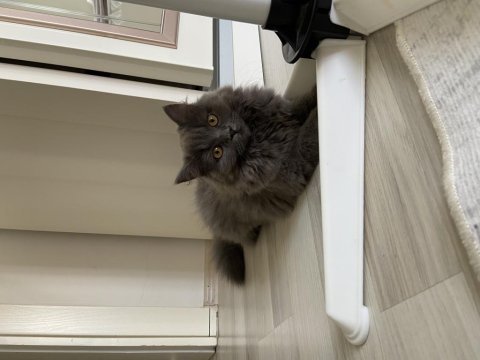 British shorthair yeni yuvamızı arıyoruz