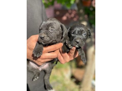 Cane corso blue ve black