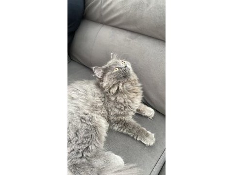 Güzel british longhair kızımız yeni sahibini bekliyor