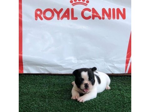 French bulldog yavruları