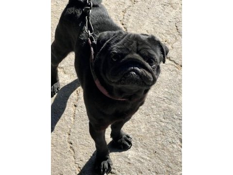 Siyah erkek pug yogi