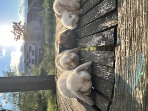 Mini lop safkan tavşan yavruları