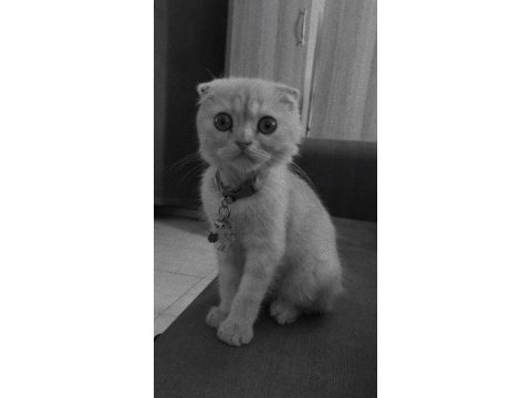 Scottish fold kediler