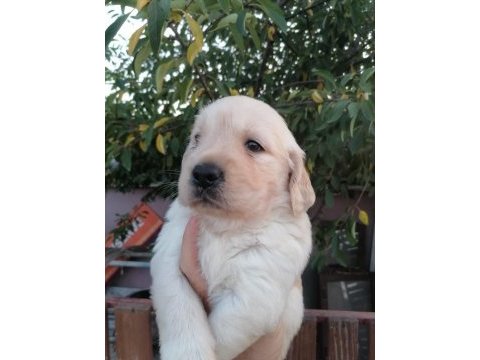 Golden retriever yavrularımız ırk garantilidir