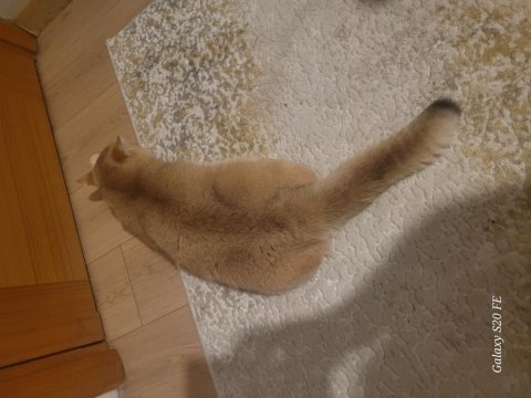 British shorthair kedilerimiz