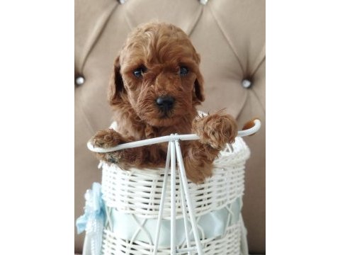 Toy poodle bebekler