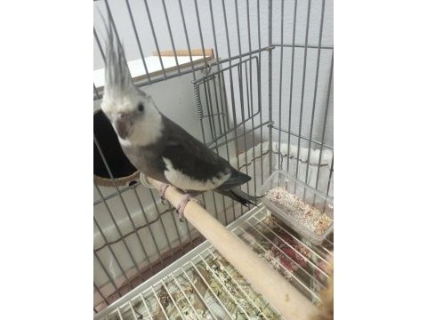 Kızgın sultan papağanı erkektir