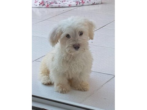 Dişi ve erkek maltese