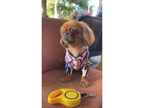Pekinez köpek