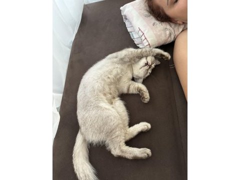Nadir cins burmilla dişi