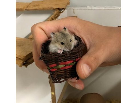 Gonzales hamster