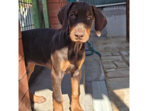 En iyisini arayana çivi gibi doberman yavrular