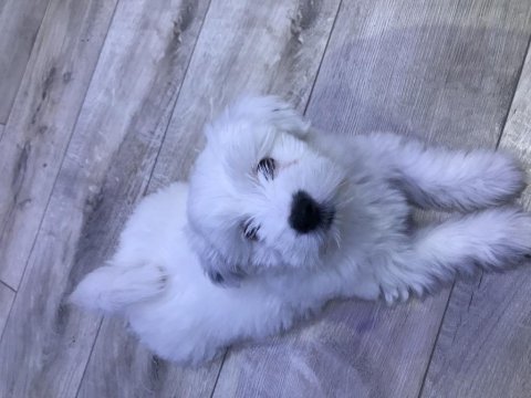 Terrier maltese
