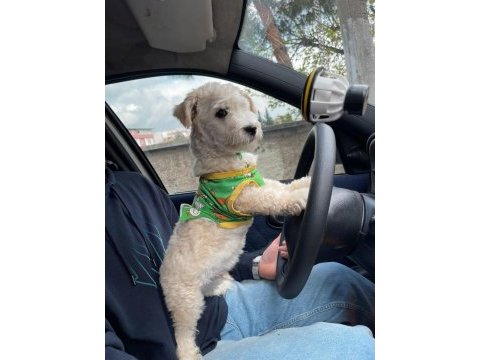 Evde bakılmış sevimli yavru maltipoo
