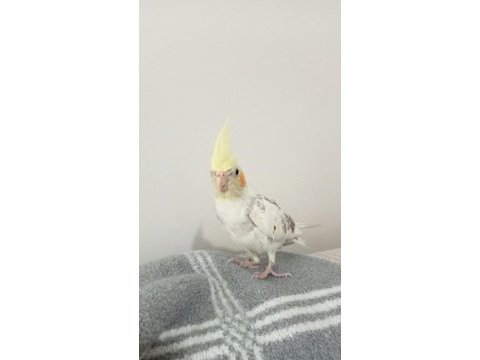 5 aylık sultan papağanı