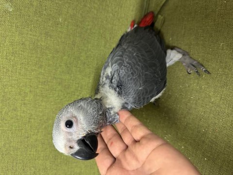 Güzeller güzeli bebek jako papağanımız