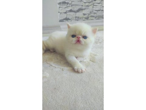 Minnak exotic shorthair patiler sevgi delisi