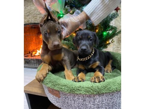 Safkan ırk ve sağlık garantili doberman yavruları