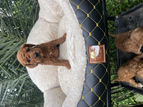 Maltipoo yavrularımız