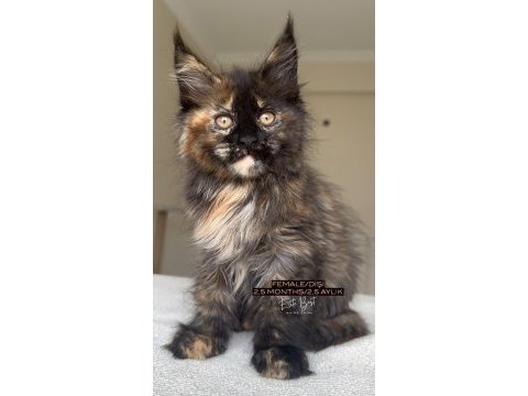 Türkiyenin her yerine bizzat teslim dişi maine coon