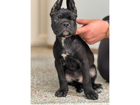 Safkan cane corso dişi erkek yavrularımız