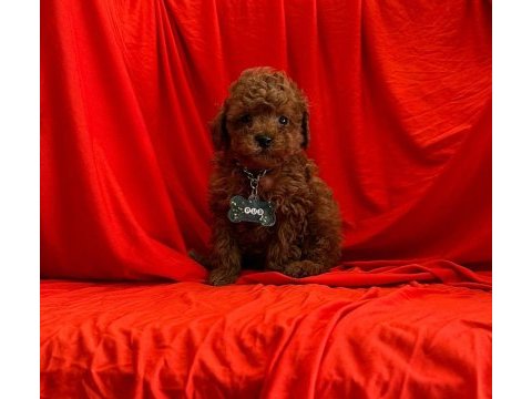 Safkan toy poodle yavrularımız