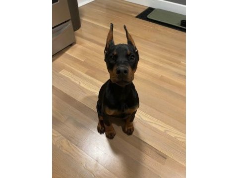 Hasım silen doberman yavruları