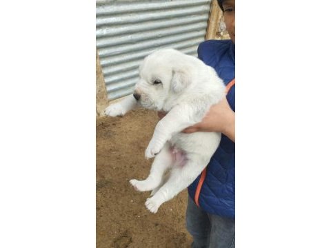 Koca kafa akbaş yavrusu