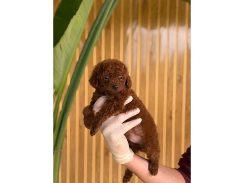 Toy poodle yavruları