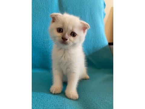 Minik british shorthair yavrulara yeni yuva