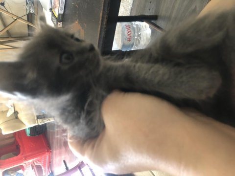 Güzel british shorthair bebişler