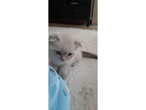 Scottish fold yavru kedimiz sahiplendirme