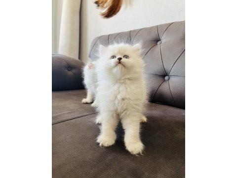 Kral walterin yakışıklı british longhair prensleri