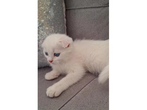 British shorthair scottish bebişlerim